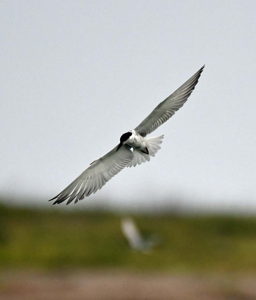 f:id:tonji44:20190623151914j:plain f:id:tonji44:20190623151914j:plain