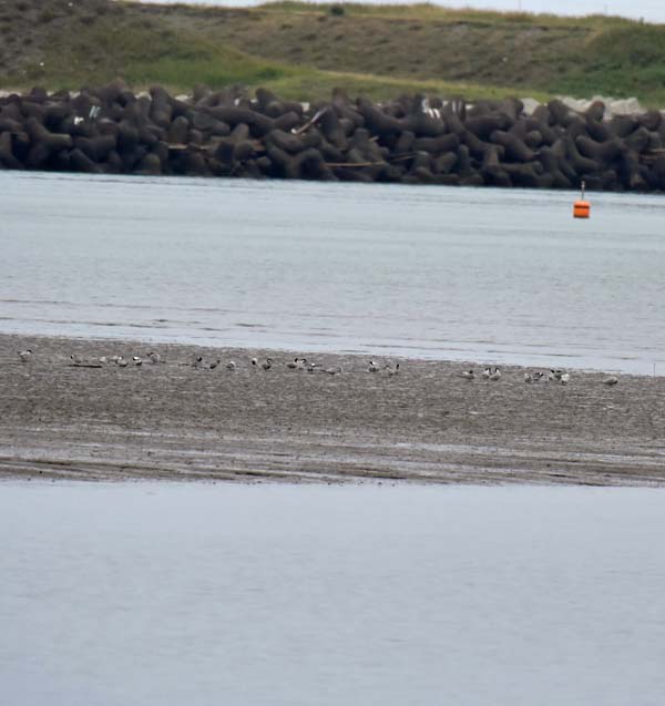 f:id:tonji44:20190623151959j:plain f:id:tonji44:20190623151959j:plain