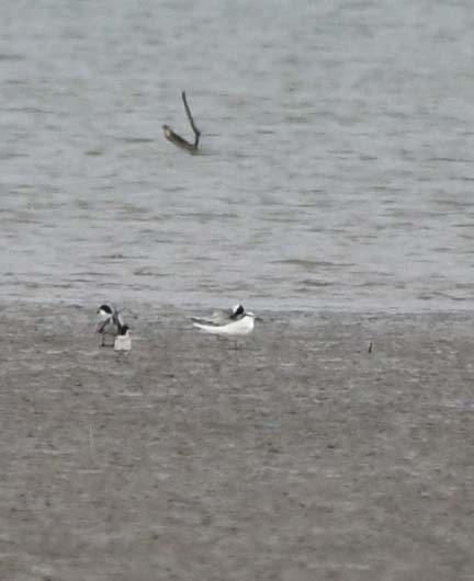 f:id:tonji44:20190623152021j:plain f:id:tonji44:20190623152021j:plain