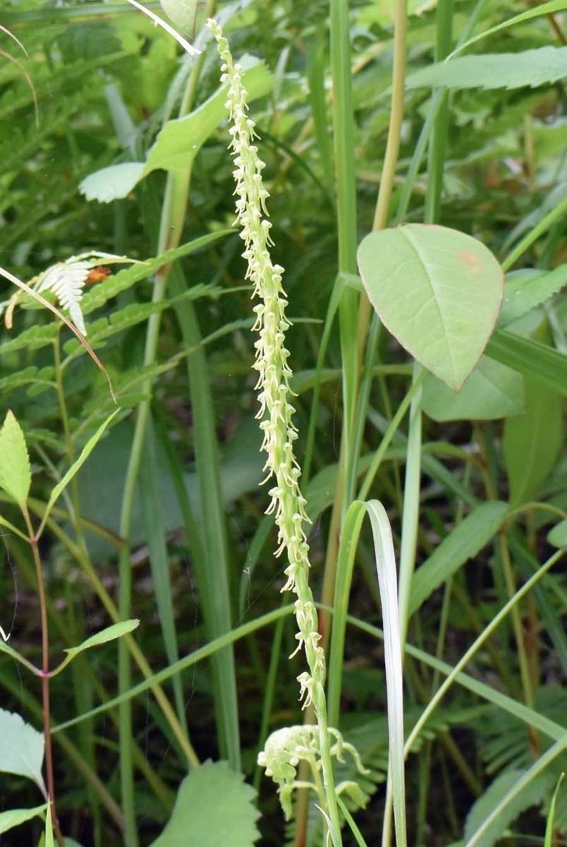 f:id:tonji44:20190623204340j:plain f:id:tonji44:20190623204340j:plain