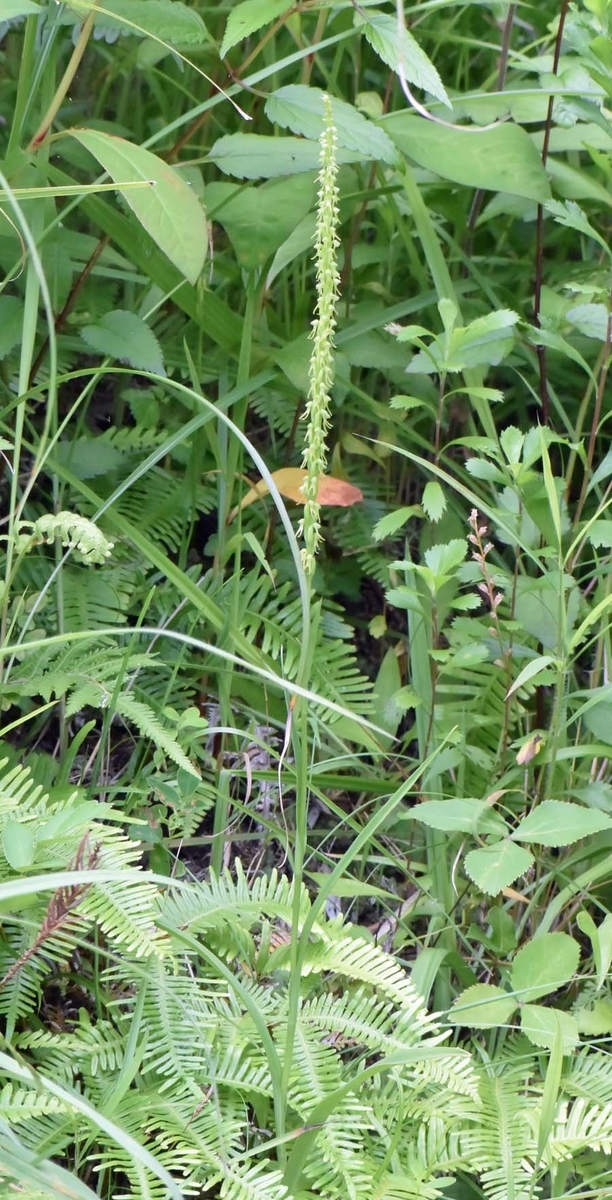 f:id:tonji44:20190623204507j:plain f:id:tonji44:20190623204507j:plain