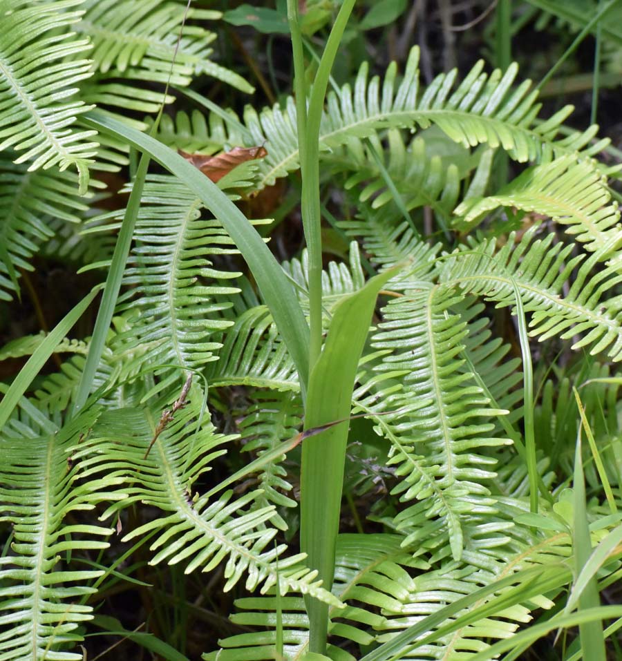 f:id:tonji44:20190623204529j:plain f:id:tonji44:20190623204529j:plain