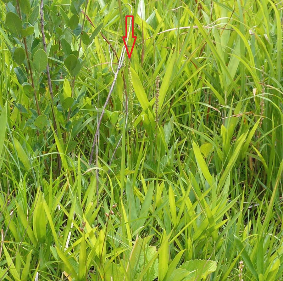 f:id:tonji44:20190623204548j:plain f:id:tonji44:20190623204548j:plain