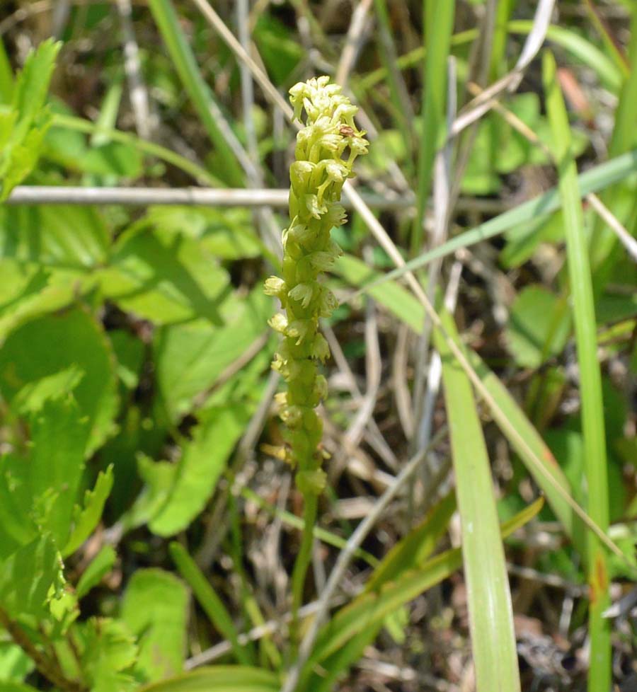 f:id:tonji44:20190623204621j:plain f:id:tonji44:20190623204621j:plain