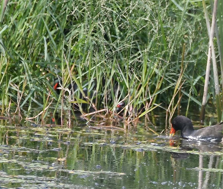 f:id:tonji44:20190626100112j:plain