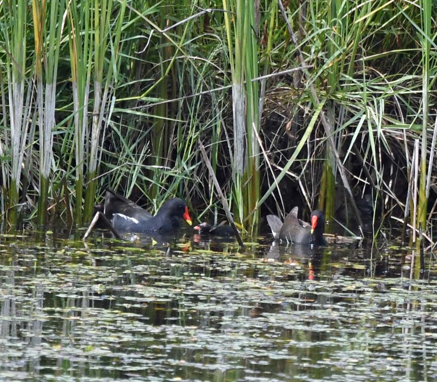 f:id:tonji44:20190626100135j:plain