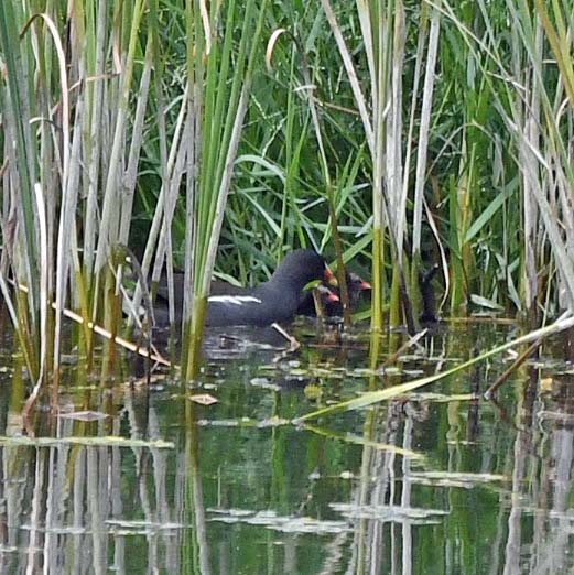 f:id:tonji44:20190626100200j:plain