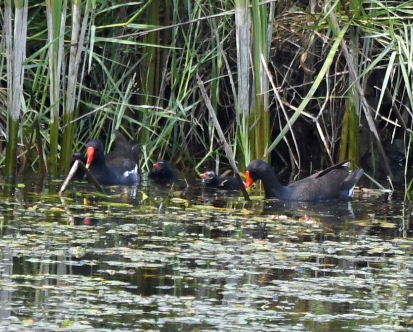 f:id:tonji44:20190626100240j:plain