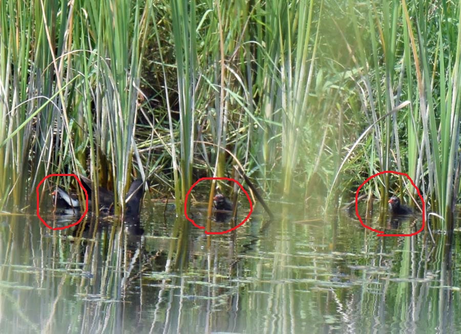 f:id:tonji44:20190626100320j:plain