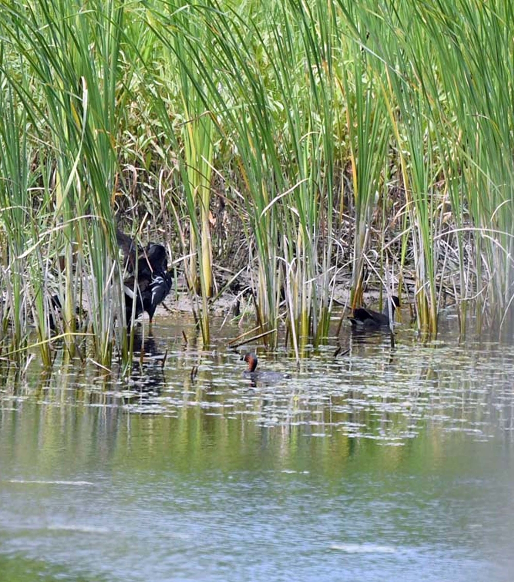 f:id:tonji44:20190626104206j:plain