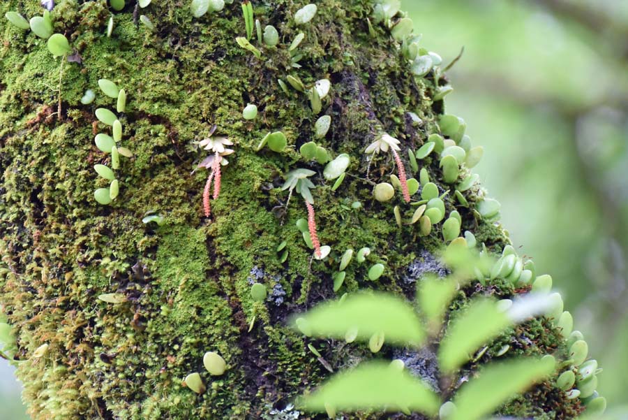 f:id:tonji44:20190706151339j:plain f:id:tonji44:20190706151339j:plain