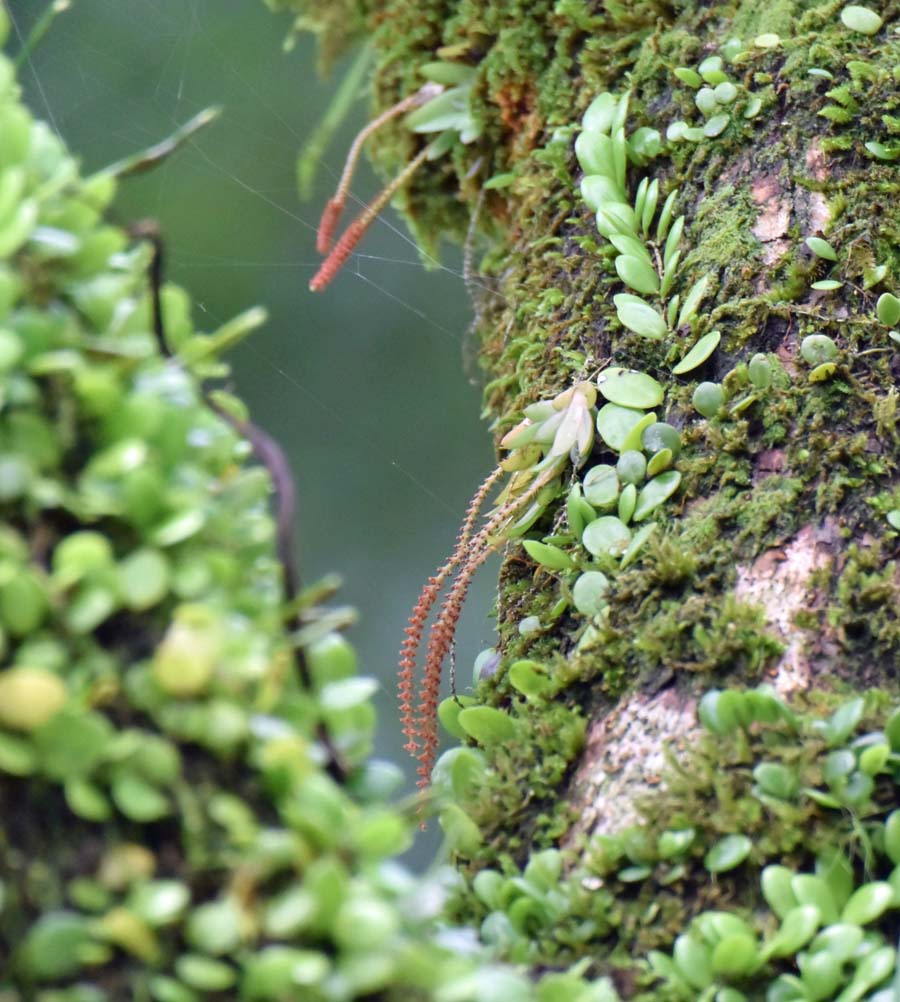 f:id:tonji44:20190706151405j:plain f:id:tonji44:20190706151405j:plain