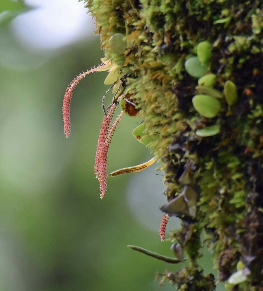 f:id:tonji44:20190706151429j:plain f:id:tonji44:20190706151429j:plain