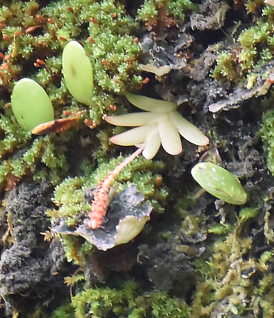 f:id:tonji44:20190706151509j:plain f:id:tonji44:20190706151509j:plain