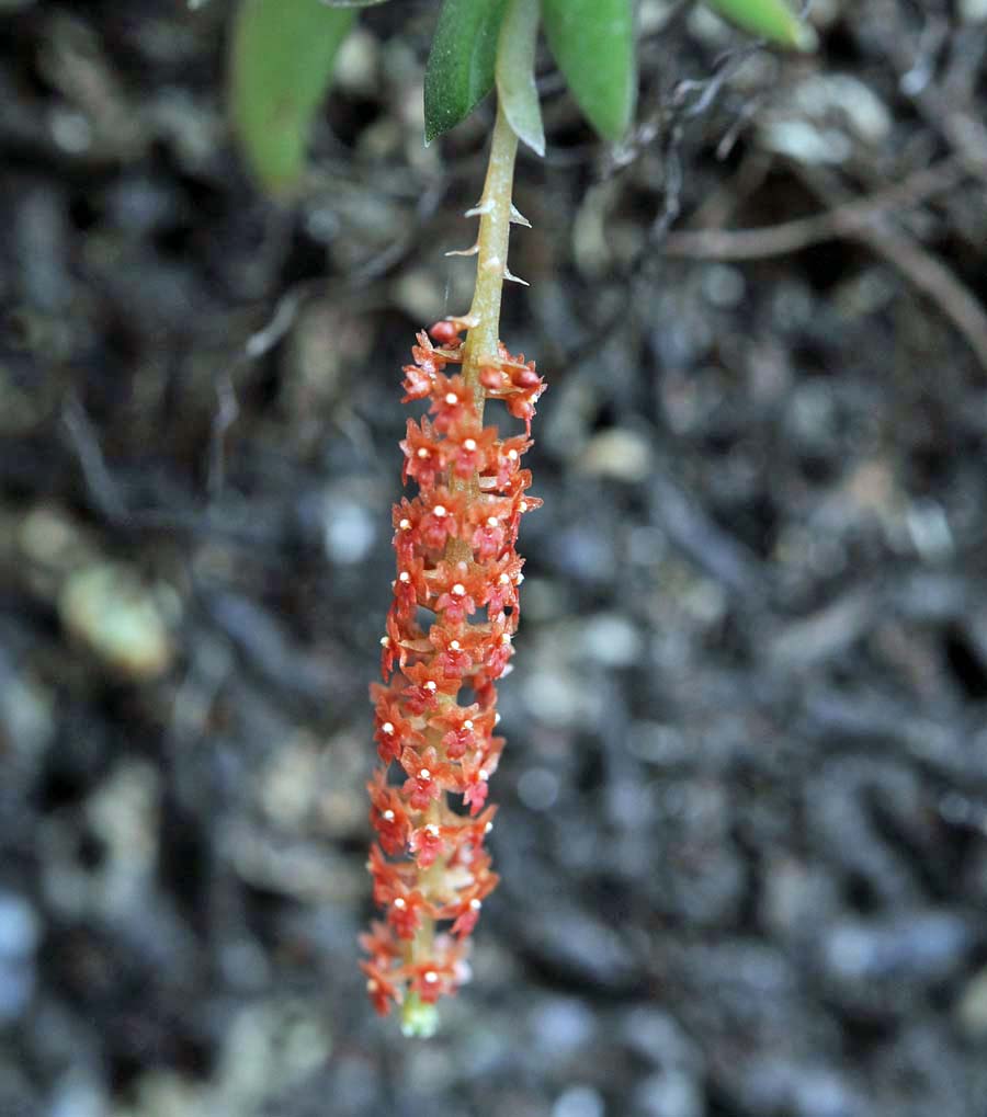 f:id:tonji44:20190706151533j:plain f:id:tonji44:20190706151533j:plain