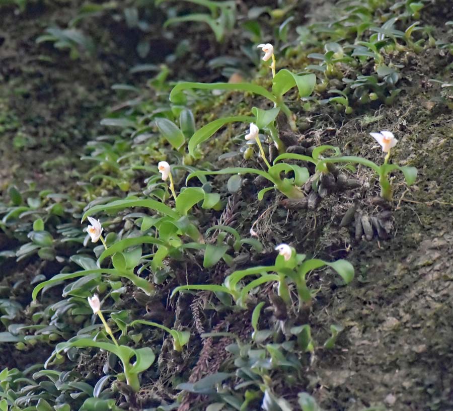 f:id:tonji44:20190711105740j:plain f:id:tonji44:20190711105740j:plain