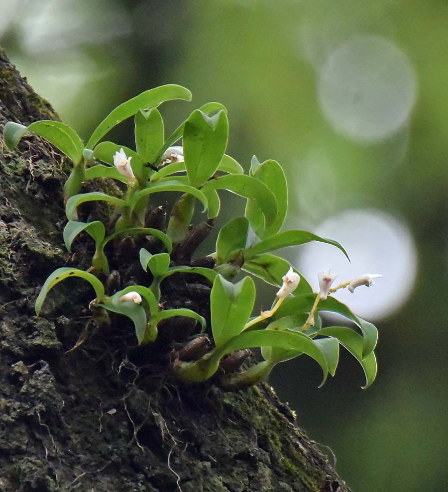 f:id:tonji44:20190711105808j:plain f:id:tonji44:20190711105808j:plain