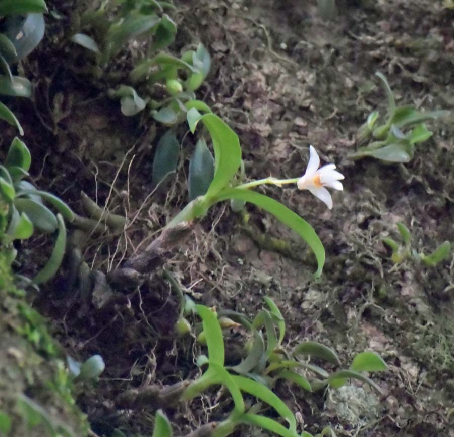 f:id:tonji44:20190711105854j:plain f:id:tonji44:20190711105854j:plain