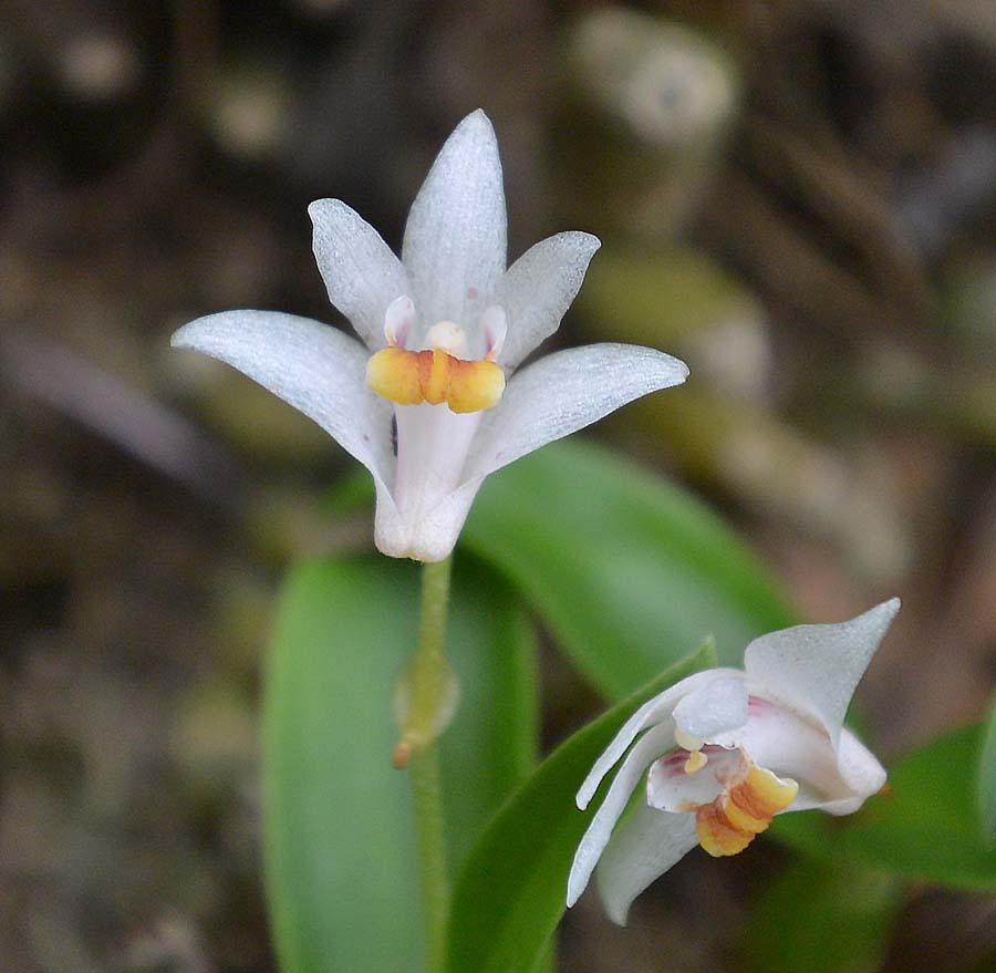 f:id:tonji44:20190711105909j:plain f:id:tonji44:20190711105909j:plain