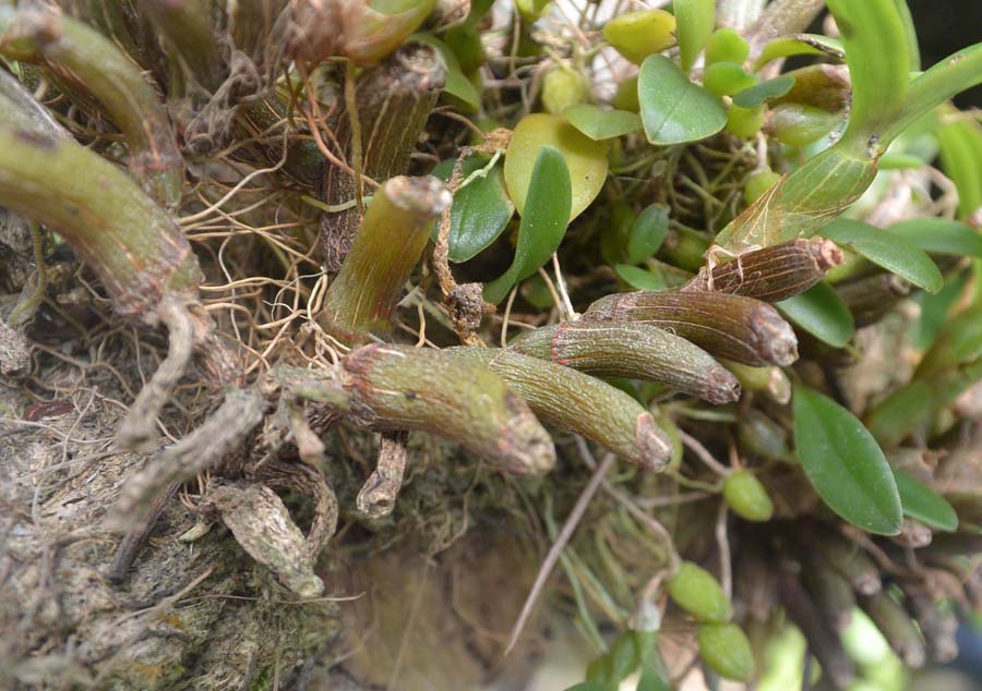 f:id:tonji44:20190711105926j:plain f:id:tonji44:20190711105926j:plain