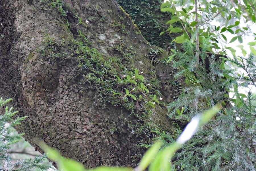 f:id:tonji44:20190711151346j:plain f:id:tonji44:20190711151346j:plain