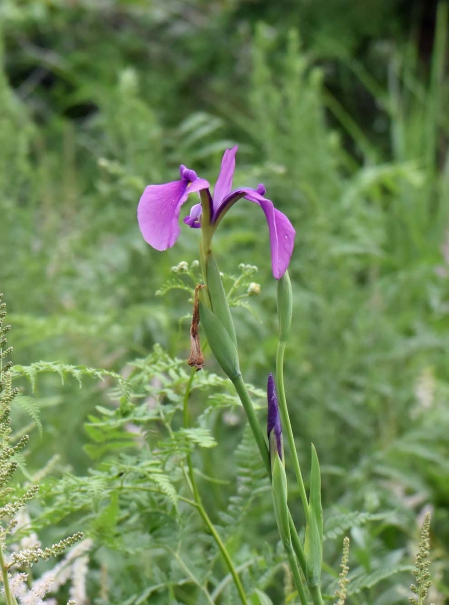 f:id:tonji44:20190725195857j:plain