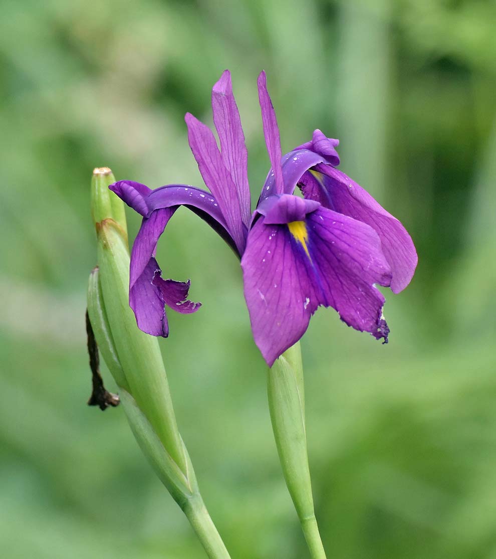 f:id:tonji44:20190725195921j:plain