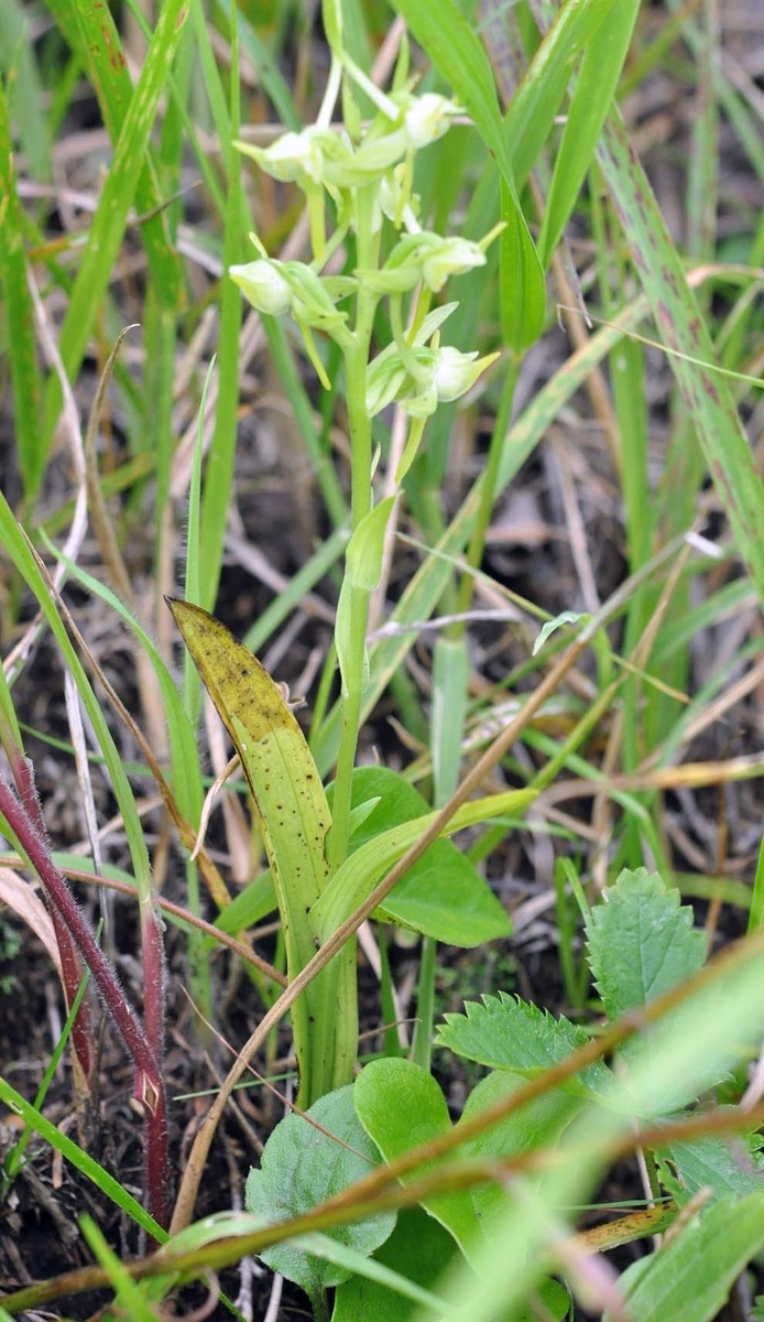 f:id:tonji44:20190726204039j:plain f:id:tonji44:20190726204039j:plain