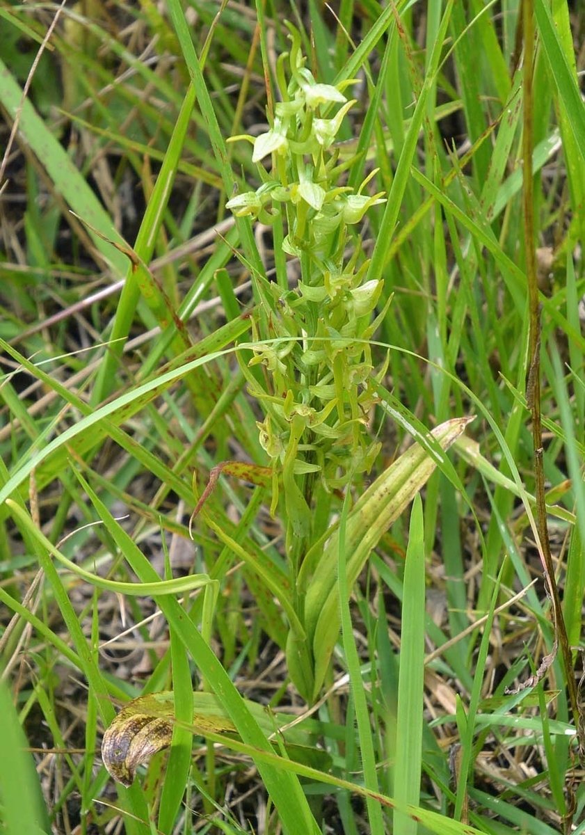 f:id:tonji44:20190726205712j:plain f:id:tonji44:20190726205712j:plain