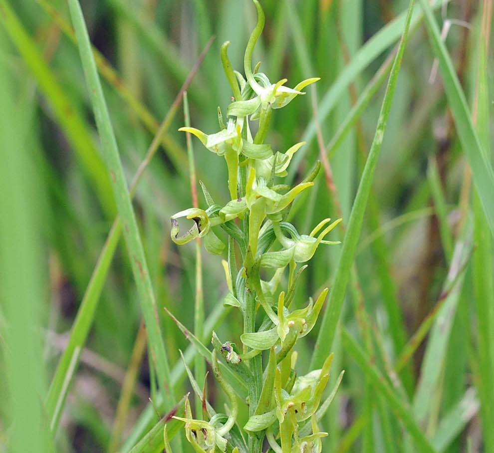 f:id:tonji44:20190726210033j:plain f:id:tonji44:20190726210033j:plain