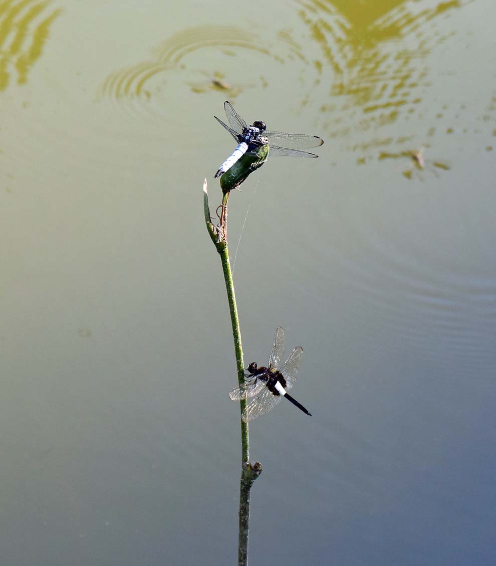 f:id:tonji44:20190810205537j:plain f:id:tonji44:20190810205537j:plain