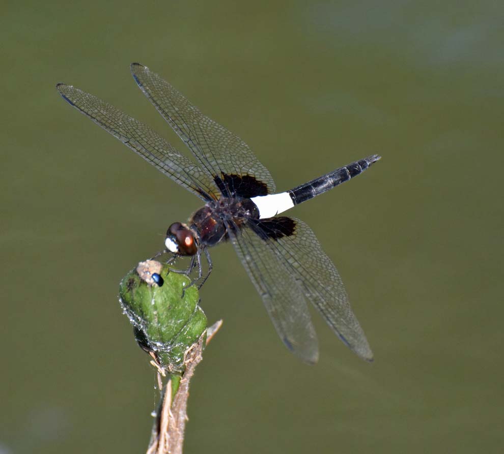 f:id:tonji44:20190810205629j:plain f:id:tonji44:20190810205629j:plain