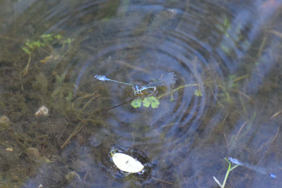 f:id:tonji44:20190810205712j:plain f:id:tonji44:20190810205712j:plain