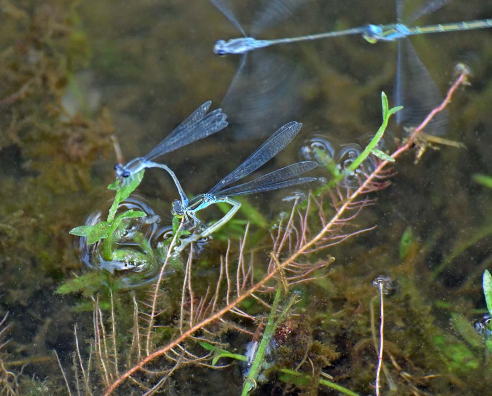 f:id:tonji44:20190810205742j:plain f:id:tonji44:20190810205742j:plain