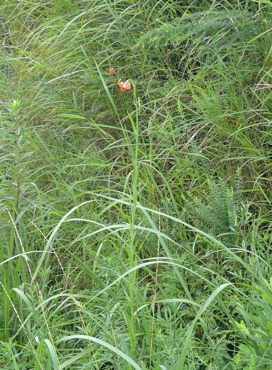 f:id:tonji44:20190811083154j:plain f:id:tonji44:20190811083154j:plain