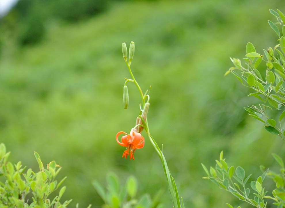 f:id:tonji44:20190811083422j:plain f:id:tonji44:20190811083422j:plain