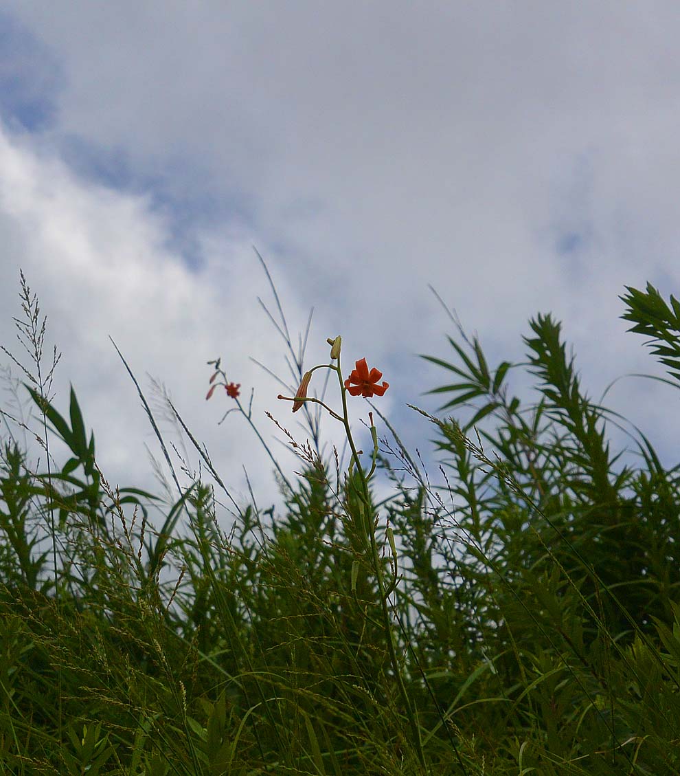 f:id:tonji44:20190811083525j:plain f:id:tonji44:20190811083525j:plain