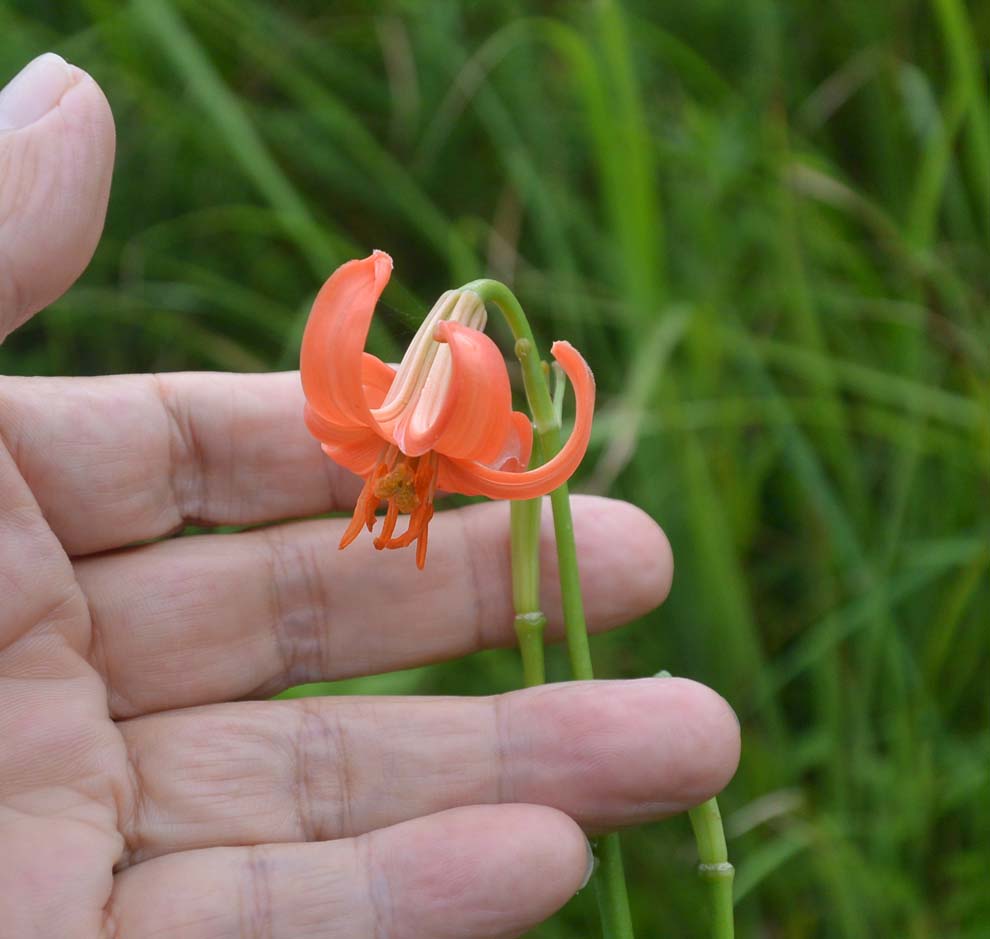 f:id:tonji44:20190811212332j:plain f:id:tonji44:20190811212332j:plain