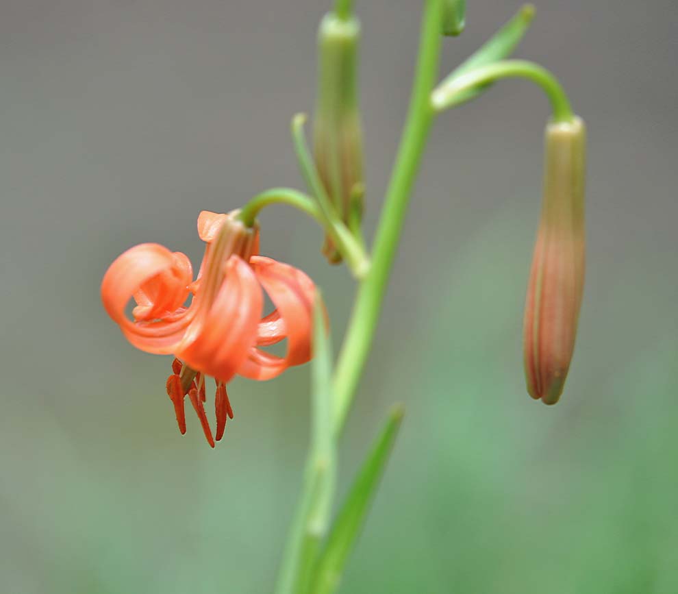 f:id:tonji44:20190812093130j:plain f:id:tonji44:20190812093130j:plain