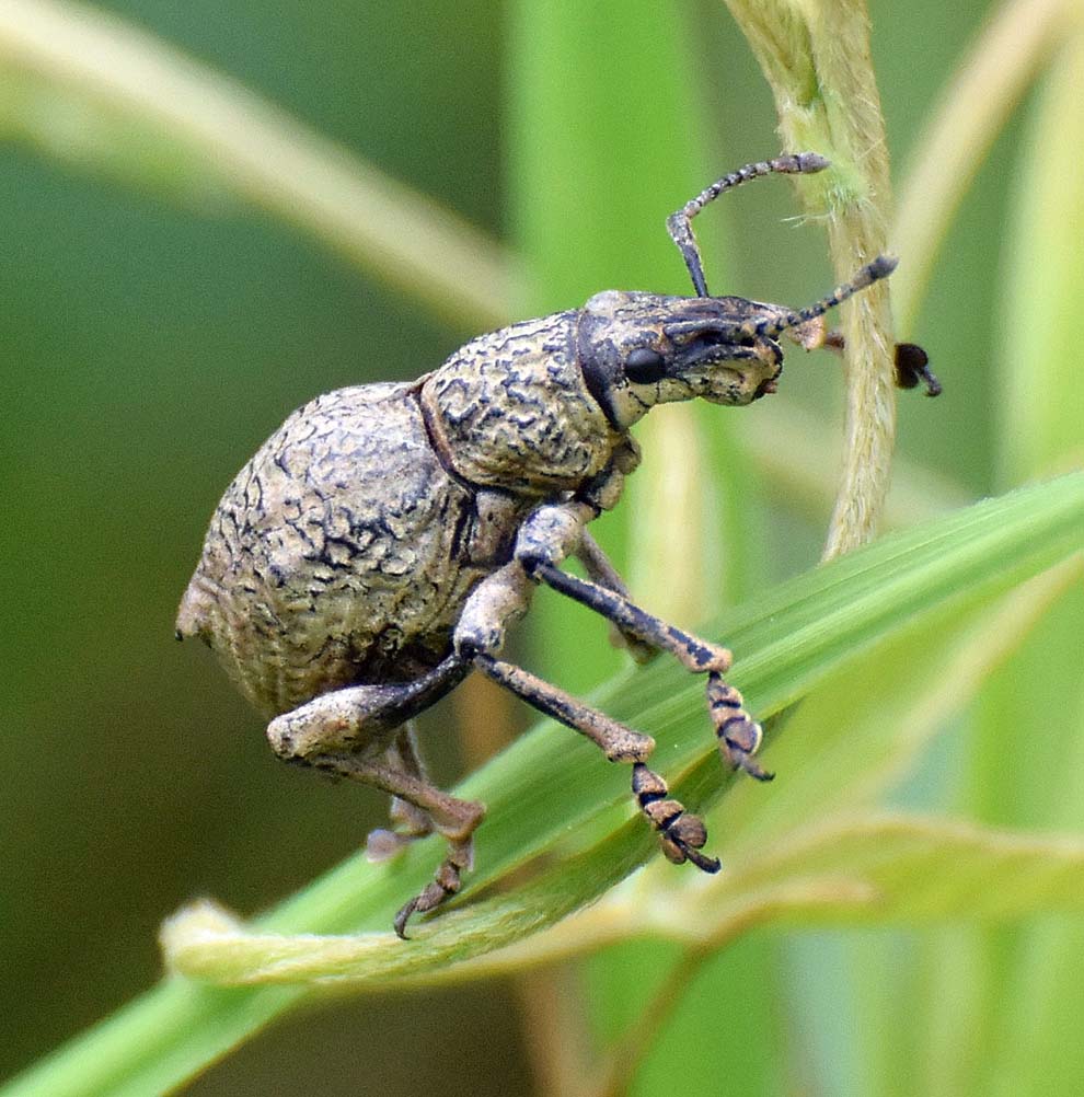 シロコブゾウムシ ゆっくりのんびり生きています 宮崎の季節がほらね
