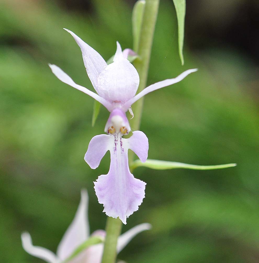 f:id:tonji44:20190822174004j:plain f:id:tonji44:20190822174004j:plain