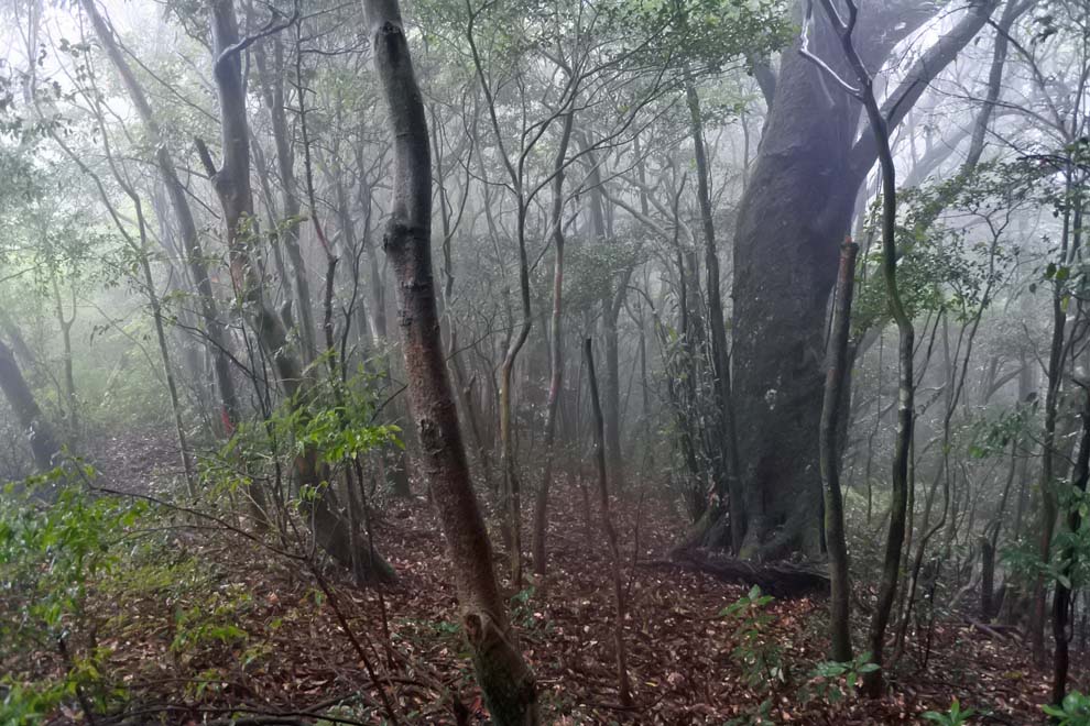 f:id:tonji44:20190928092858j:plain f:id:tonji44:20190928092858j:plain