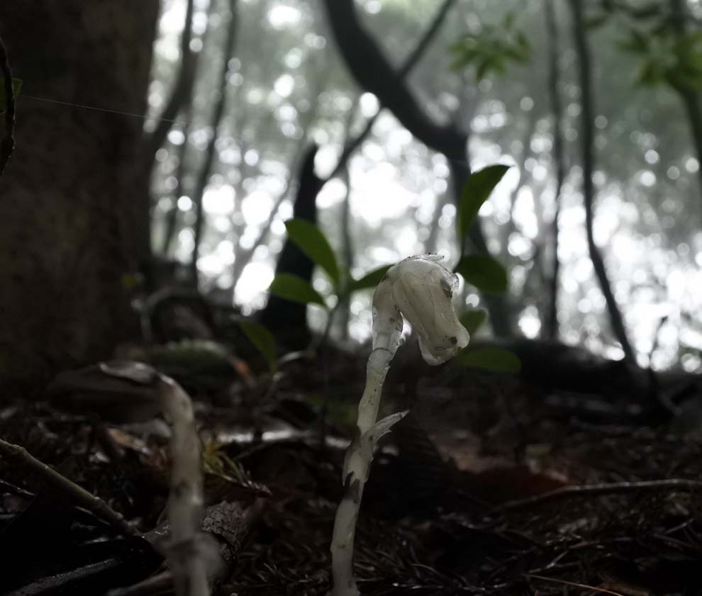 f:id:tonji44:20190928093009j:plain