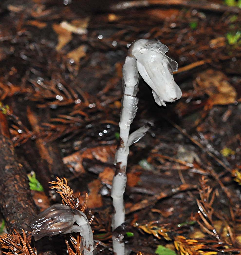 f:id:tonji44:20190928093028j:plain f:id:tonji44:20190928093028j:plain