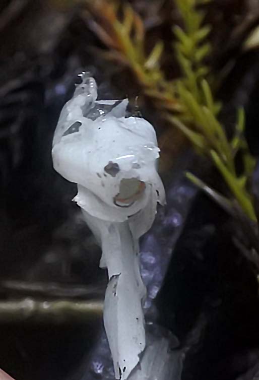 f:id:tonji44:20190928093147j:plain f:id:tonji44:20190928093147j:plain