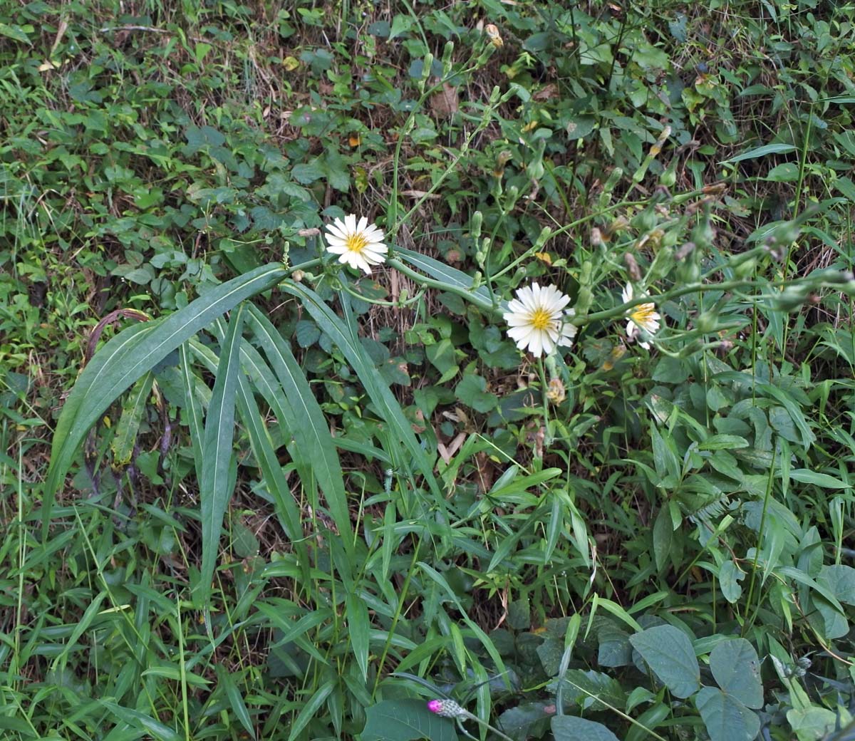 f:id:tonji44:20191002224254j:plain