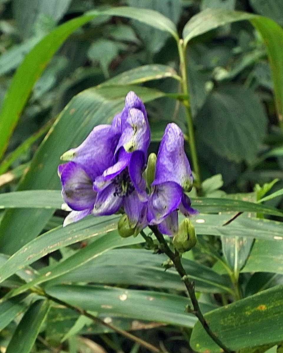 f:id:tonji44:20191003213329j:plain