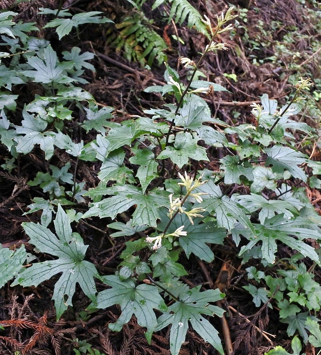 f:id:tonji44:20191003213344j:plain