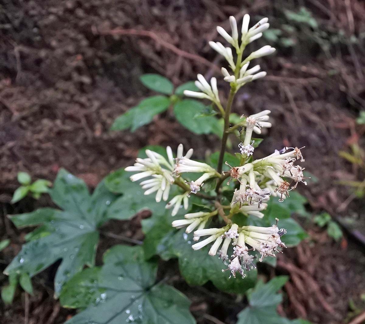 f:id:tonji44:20191003213400j:plain