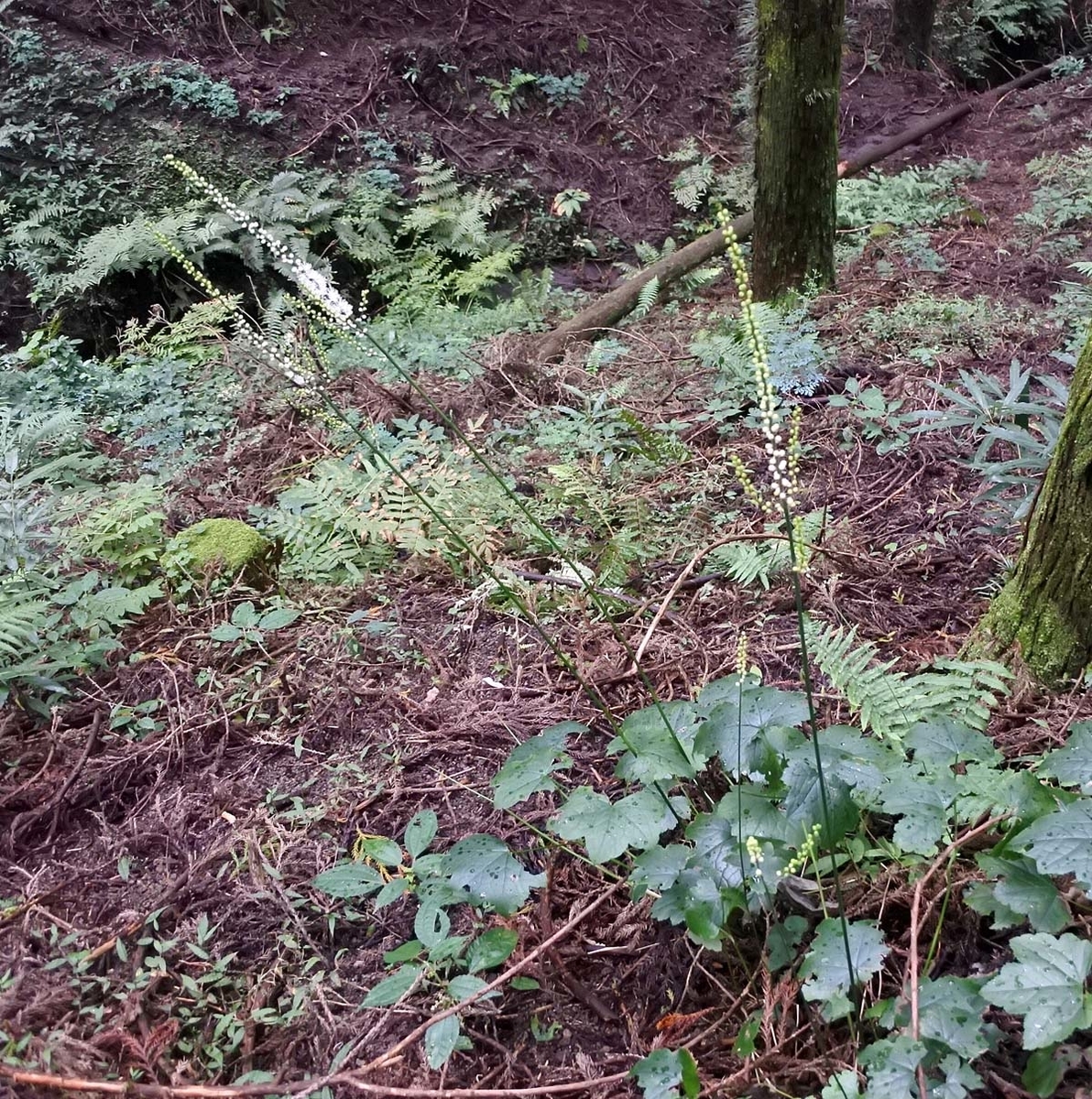 f:id:tonji44:20191003213434j:plain